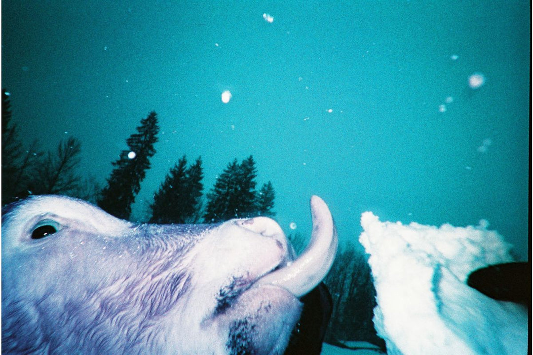 LomoChrome Purple Reusable Camera