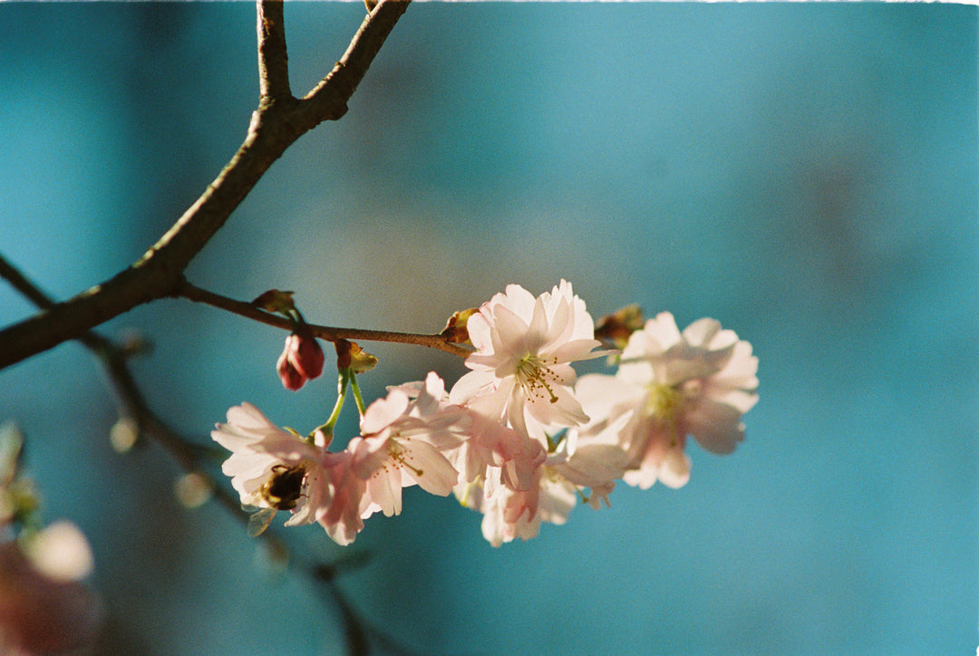Kodak Portra 800 - 36Exp, 135/35mm Film