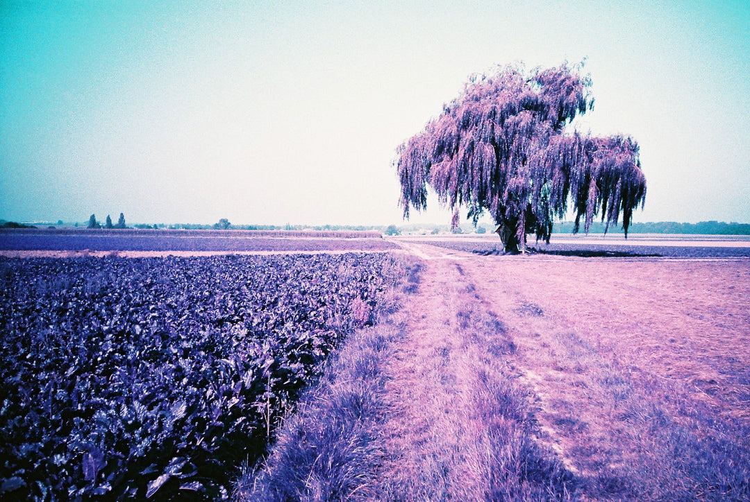 Lomography Lomochrome Purple, 36Exp 35mm Film