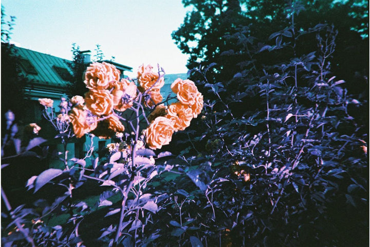 LomoChrome Purple Reusable Camera
