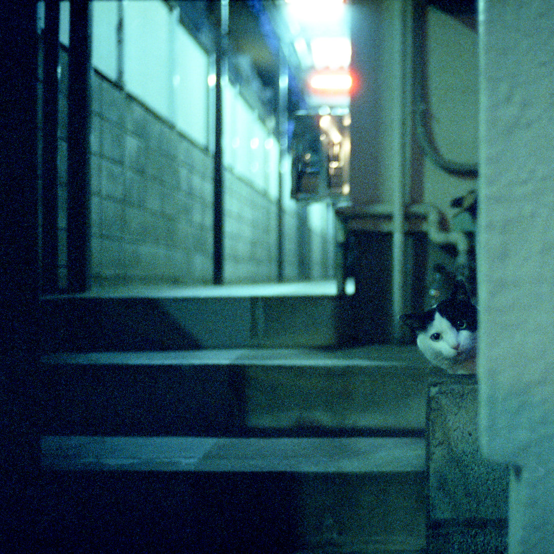 Cinestill 800Tungsten, 120 Film