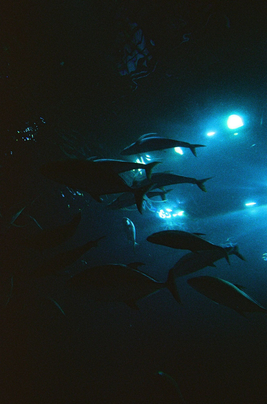 Kodak Snapic A1 [預購中 | 預計12月初到貨]