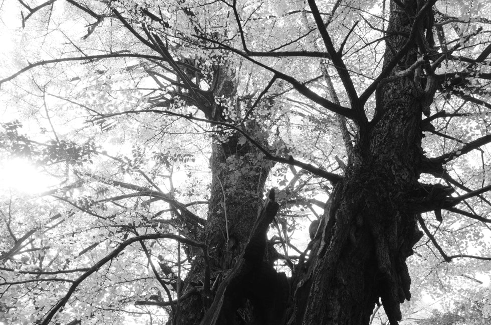 Ricoh GR IV Monochrome (Brand New - 1 Year Warranty)