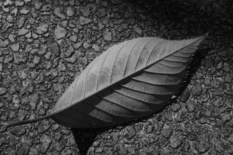 Ricoh GR IV Monochrome (Brand New - 1 Year Warranty)