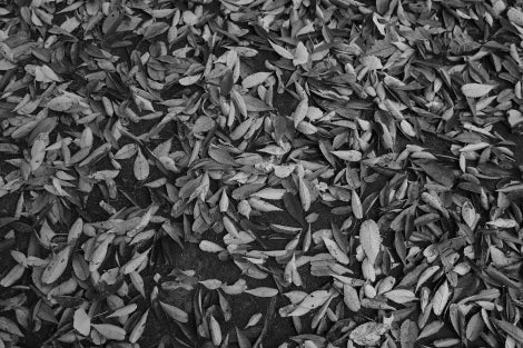 Ricoh GR IV Monochrome (Brand New - 1 Year Warranty)