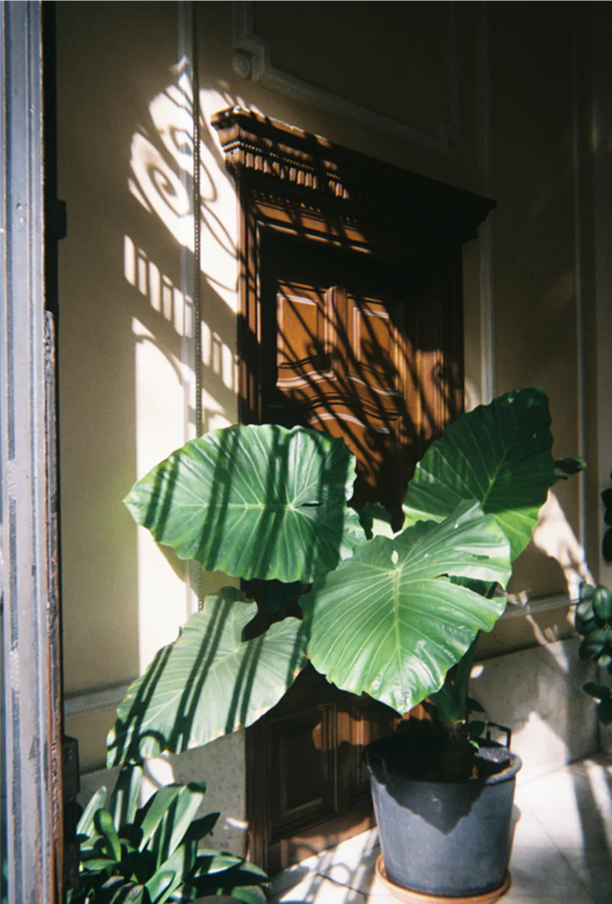 Fujifilm Simple ACE 写ルンです