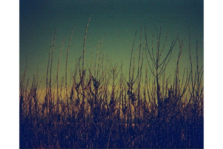 Lomography Lobster Redscale 110 ISO 200